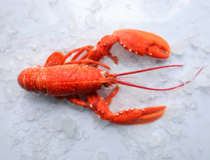 Lobster, frozen