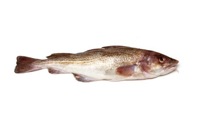 Fresh Cod Alive Fresh Fish – New Wave Fish and Seafood Market