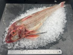 Gurnard