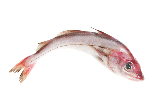 Hadek Fish Fresh Fish – New Wave Fish and Seafood Market