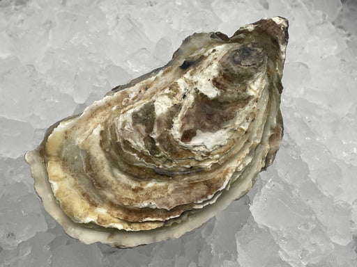 Oysters