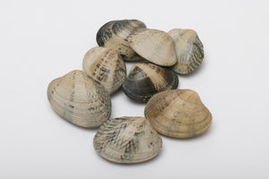 Clams, palourde