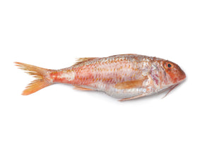 Red mullet