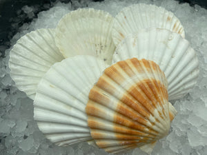 Scallops shells - x 12