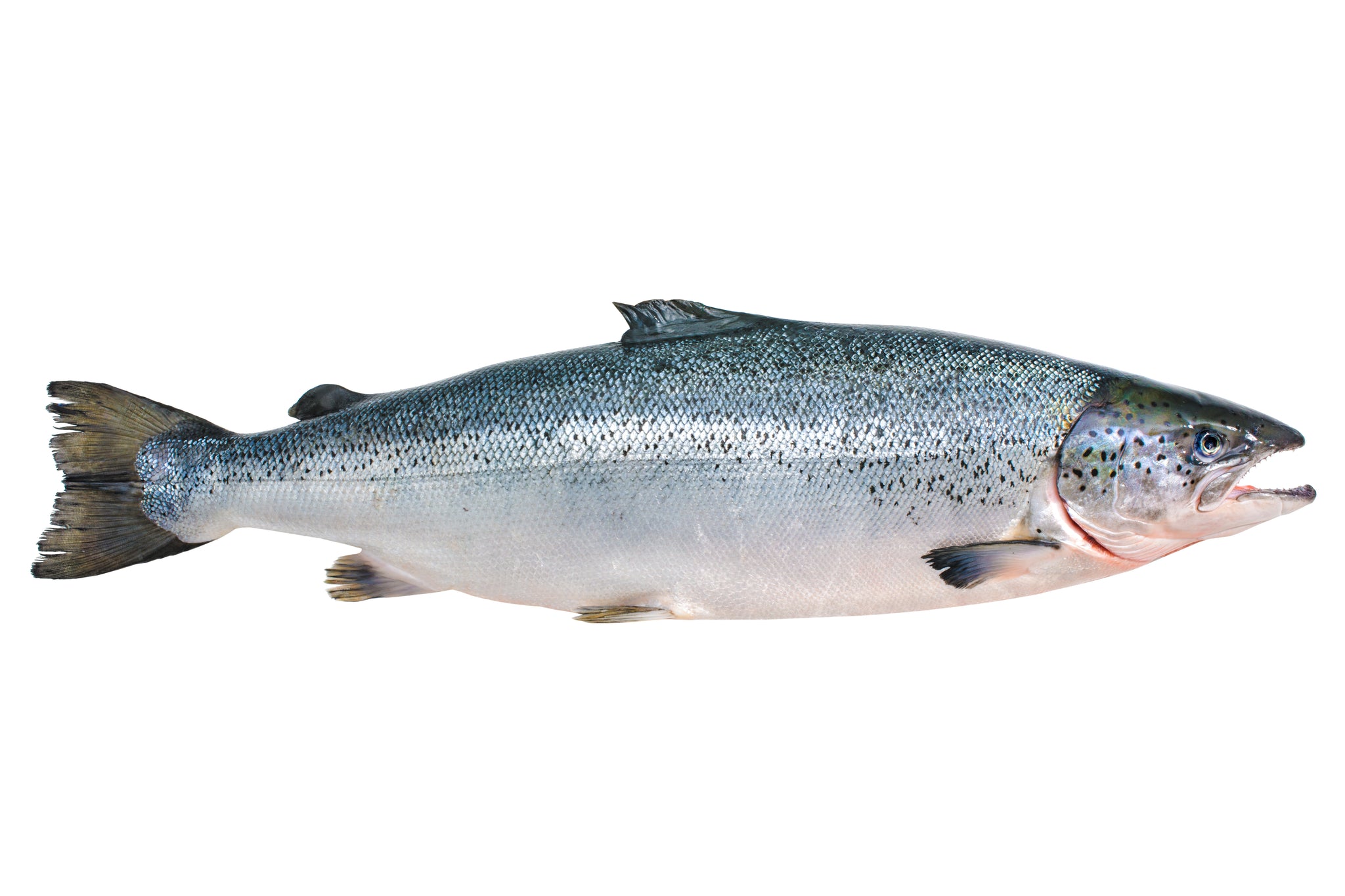 Salmon . – New Wave Fish and Seafood Market