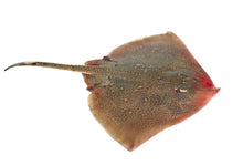 Load image into Gallery viewer, Skate (ray) wing (1kg )
