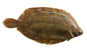 Plaice