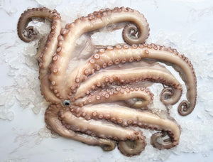 Octopus & cuttlefish