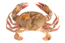 Load image into Gallery viewer, Soft-shell crab
