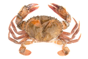 Soft-shell crab