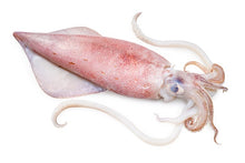 Load image into Gallery viewer, Squid
