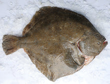 Load image into Gallery viewer, Turbot

