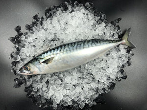 Mackerel