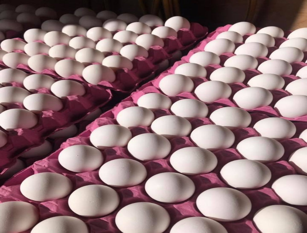 Eggs, Cacklebean/ Arlington Whites