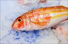 Load image into Gallery viewer, Red mullet
